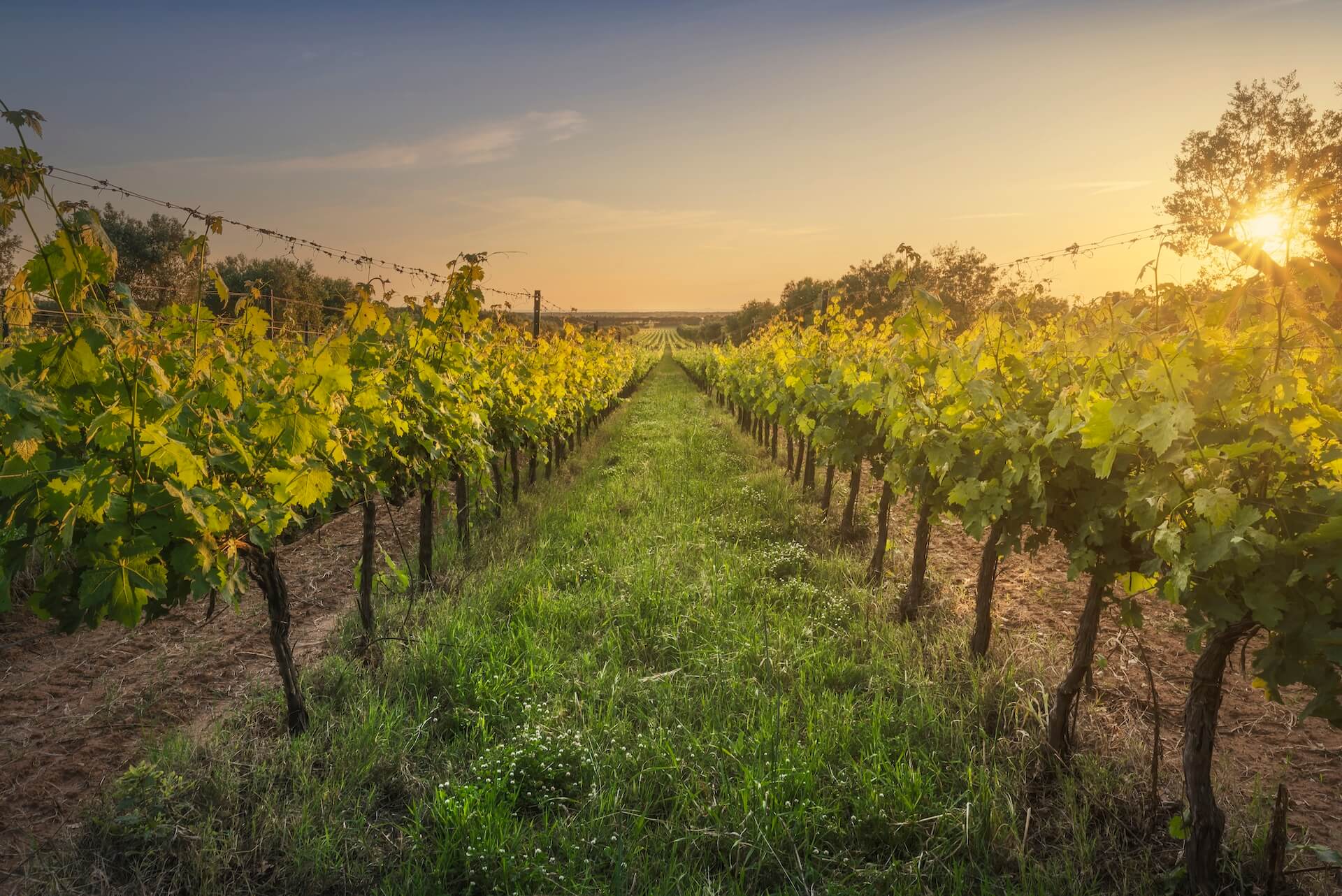row of vines in vineyard