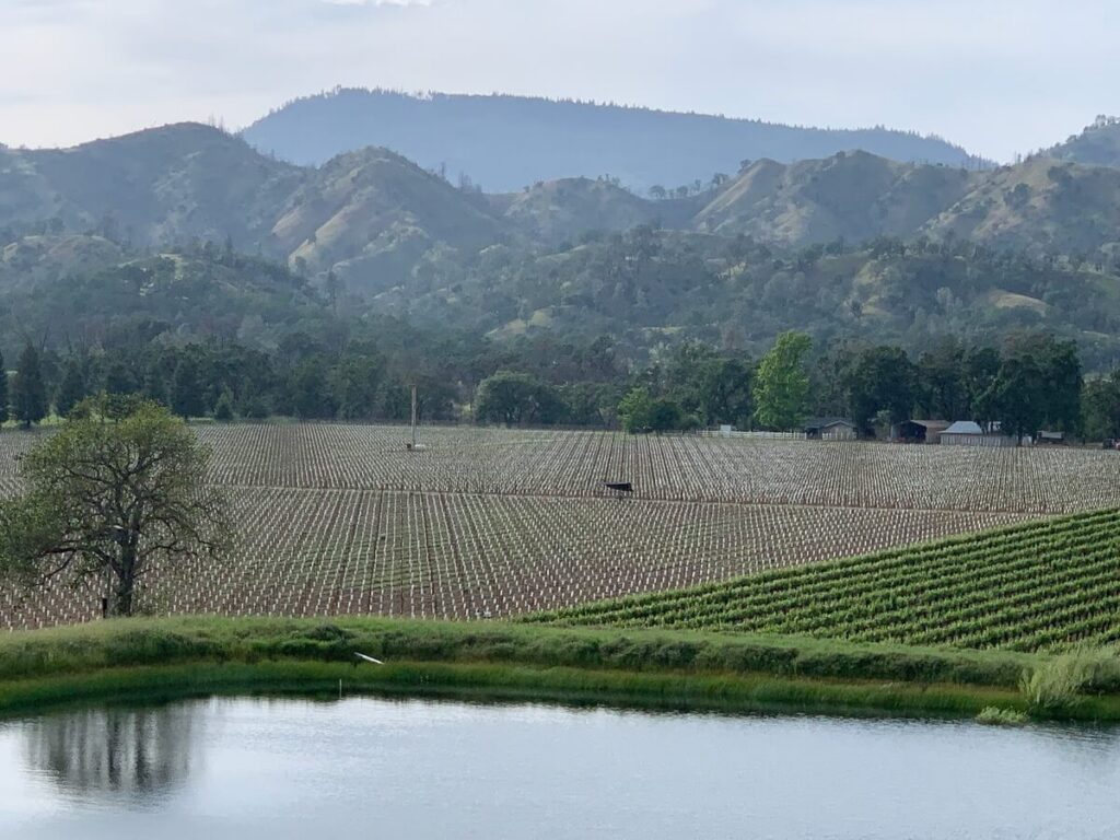vineyard and mountain and pond